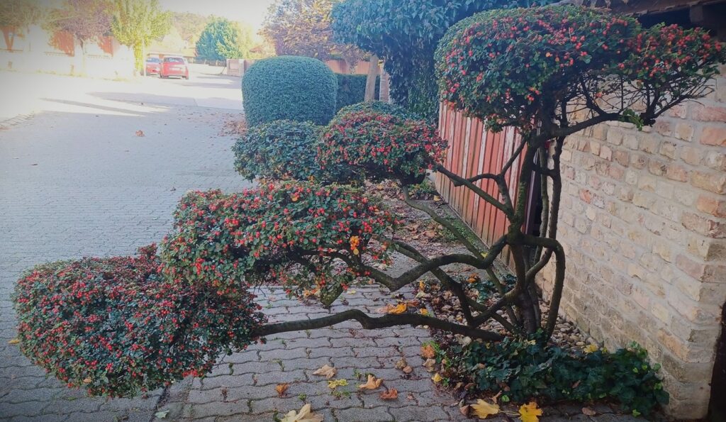 Alakfa elérhetőség