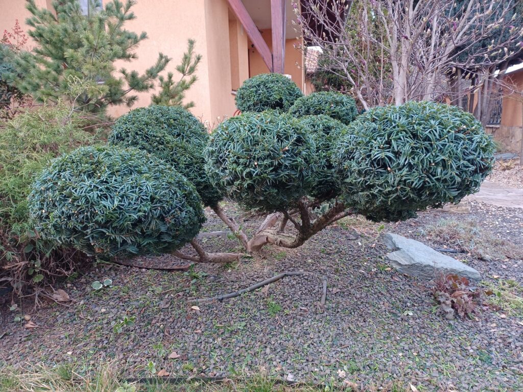 Tiszafa: Ilyen volt, ilyen lett!