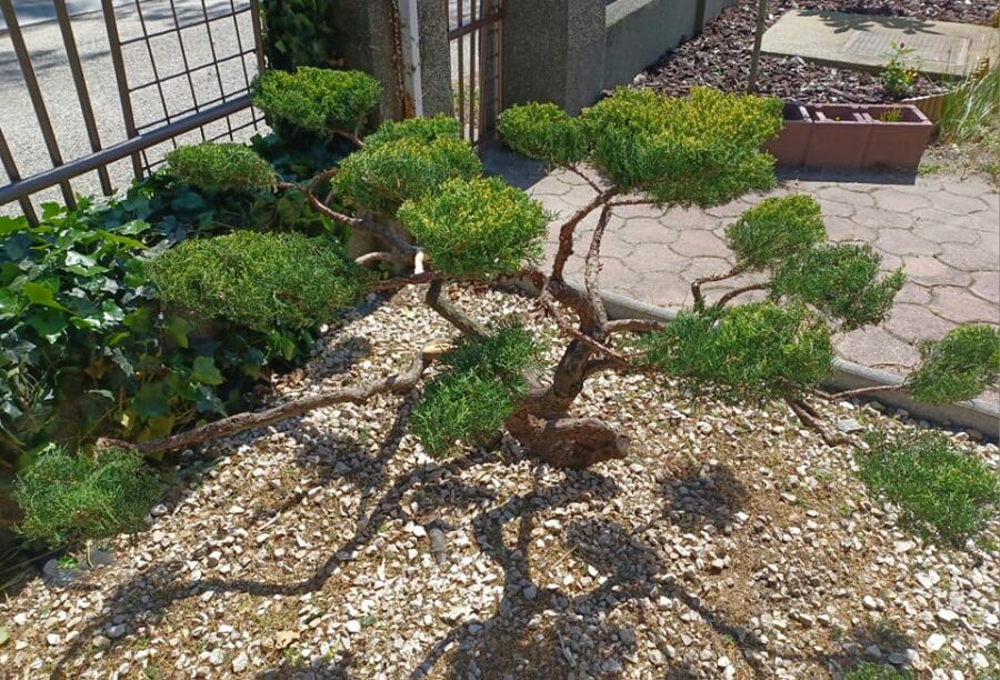 Így újult meg egy „kócos” Boróka