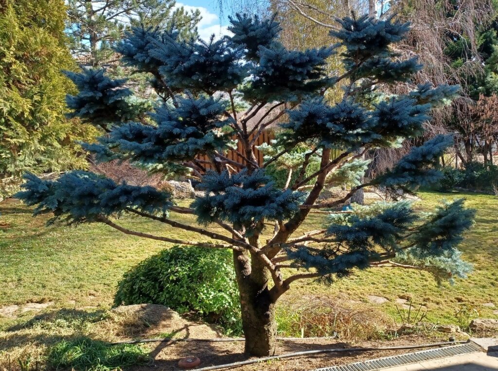 Bemutatkozás, Németh Dániel, Alakfa