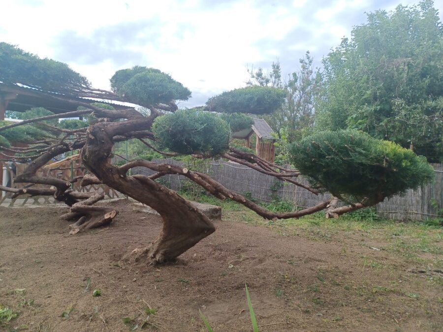 „Őserdőből” karcsú, elegáns növény lett