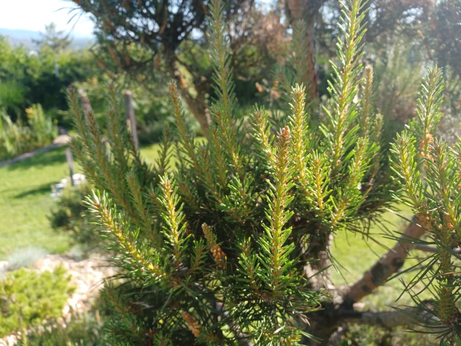 Időszerű a fenyők metszése!