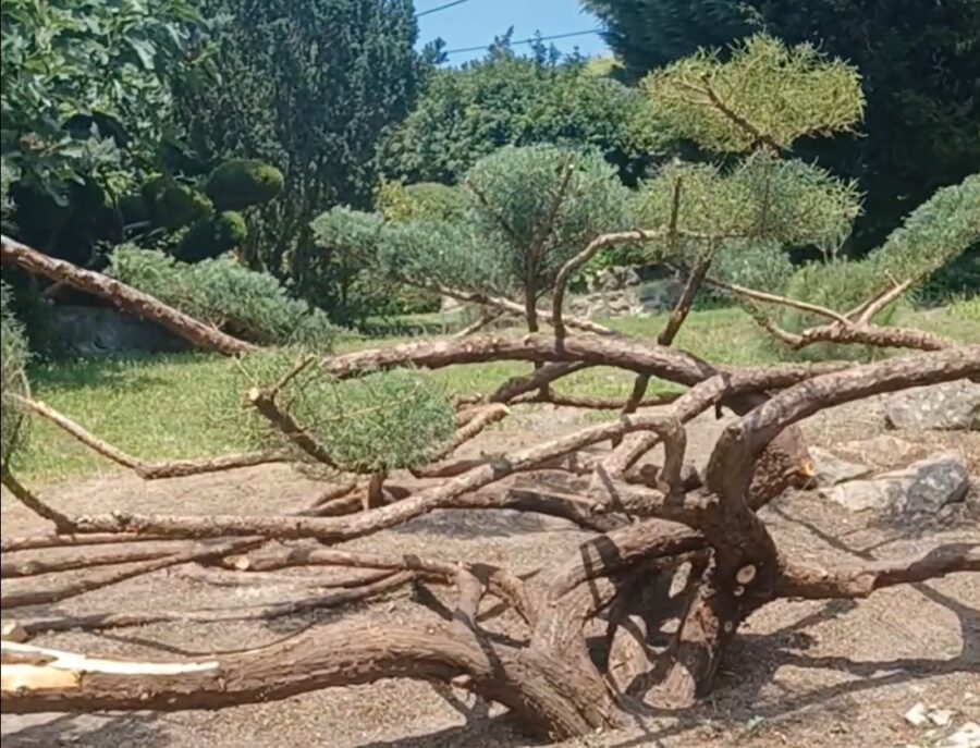 A kivágástól mentettük meg ezt a borókát! VIDEÓ!