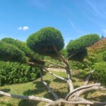 Juniperus chin. Mint Julep, Révfülöp