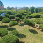 Juniperus chin. Mint Julep, Révfülöp