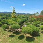 Juniperus chin. Mint Julep, Révfülöp