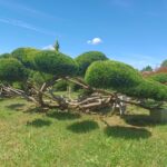 Juniperus chin. Mint Julep, Révfülöp