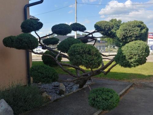Juniperus chinensis Grey Owl ( Kínai boróka  Szürke Bagoly) Star Motel, Balassagyarmat.