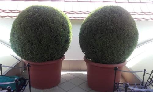 Gömbre nyírt méretes buxusok egy cég teraszán