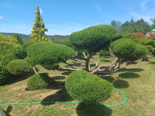 Juniperus chin. Mint Julep, Révfülöp